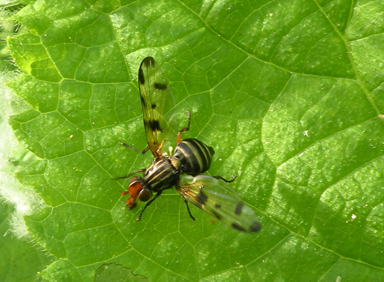 Bombyliidae o Tephritidae?